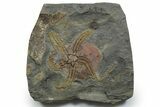 Detailed Ordovician Brittle Star (Ophiura) - Morocco #352613-1